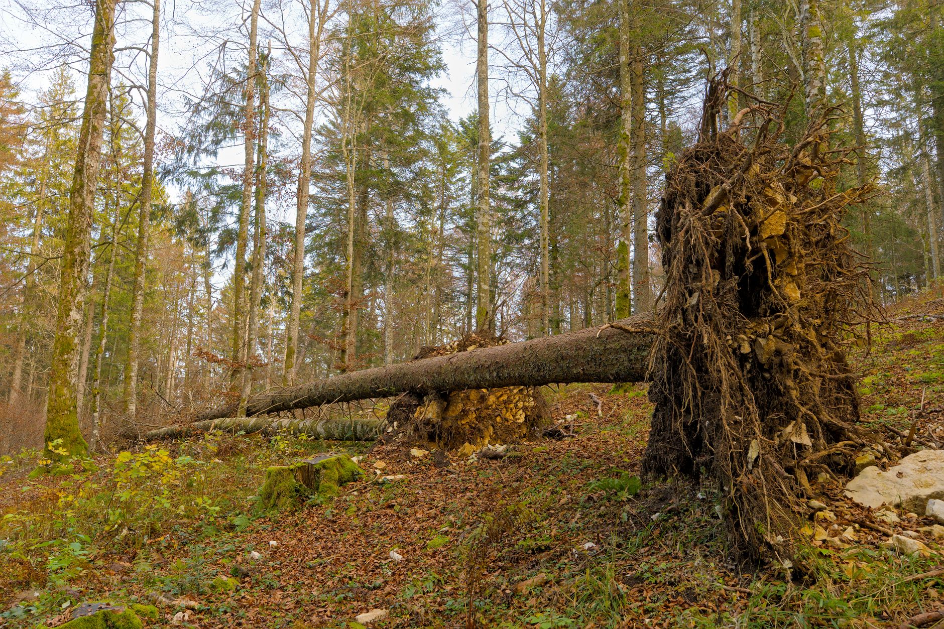 Enlèvement arbre urgence à Grande-Synthe